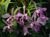 Cattleya maxima 